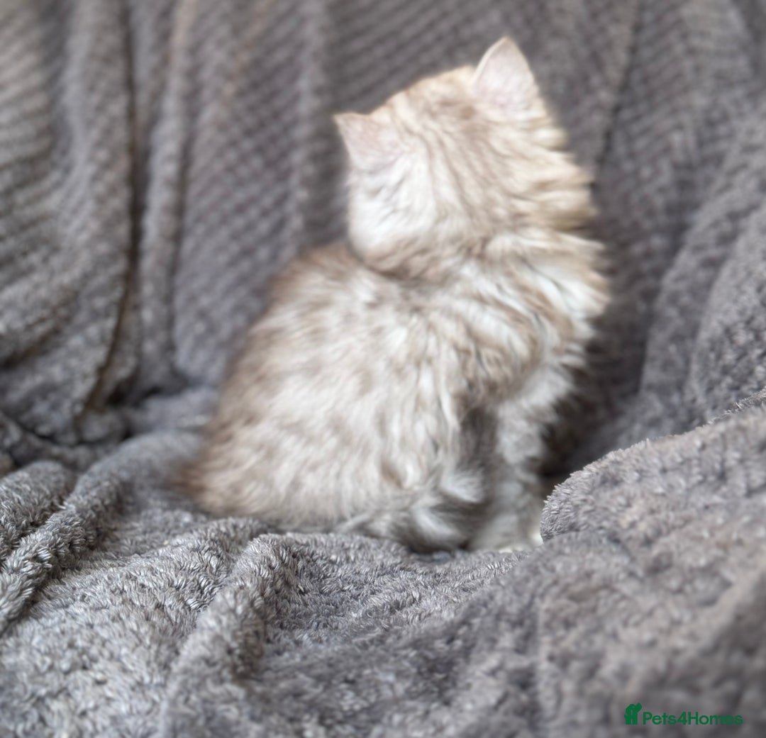 British Longhair cats for sale: Stunning fluffy Maine coon x british longhair  - Image 12