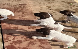 German Shorthaired Pointer dogs for sale: Working GSP puppy’s  - Image 12