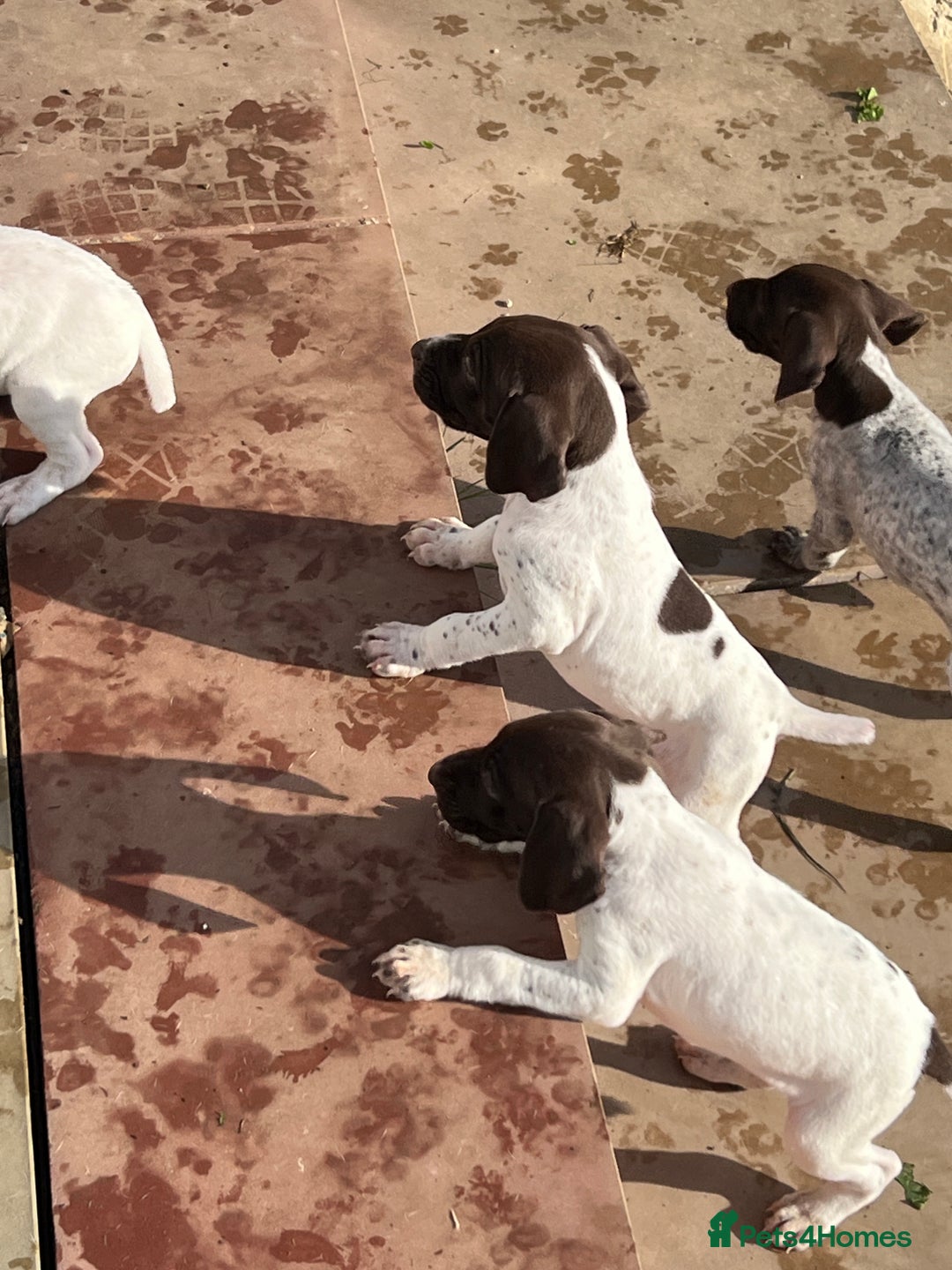 German Shorthaired Pointer dogs for sale: Working GSP puppy’s  - Image 12