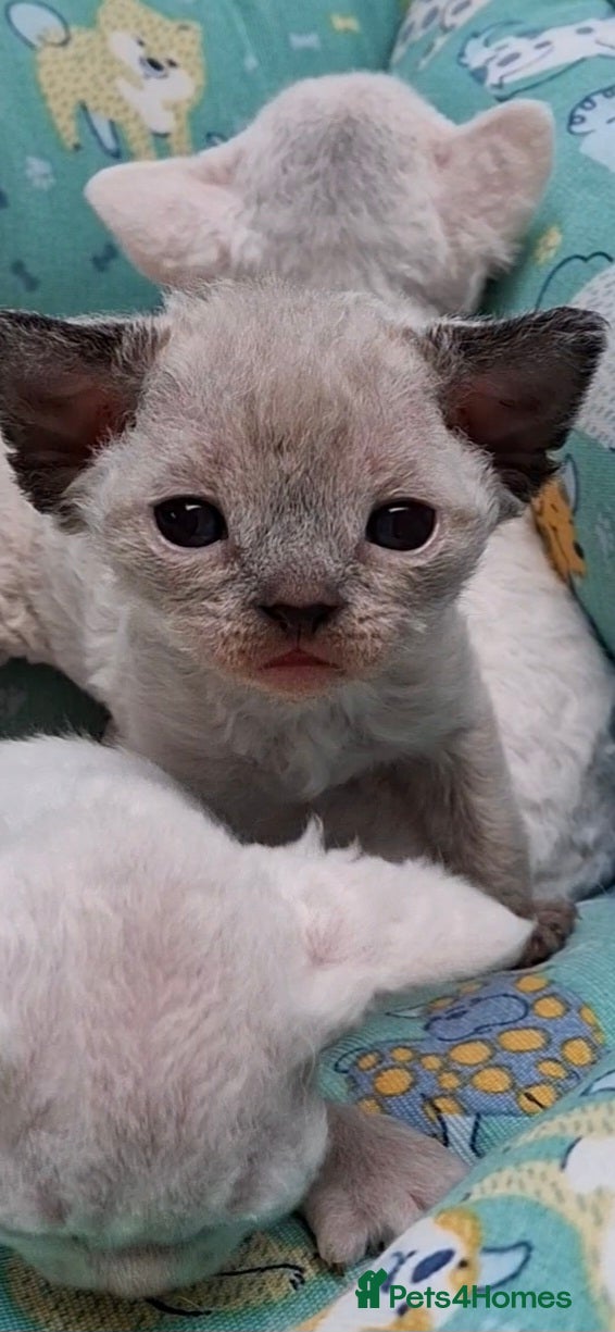 Devon Rex cats Pedigree Devon Rex Kittens - Advert 5