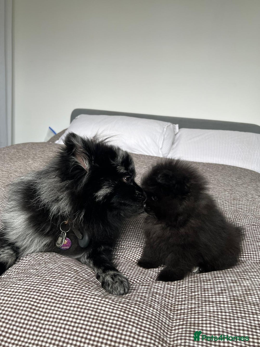 Pomeranian dogs for sale: ONE-TIME ONLY PUREBRED POM PUP (BLUE MERLE PARENT) - Advert 6
