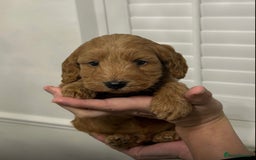 Cockapoo dogs for sale: F1 Cockapoo red and  Black  - Image 5