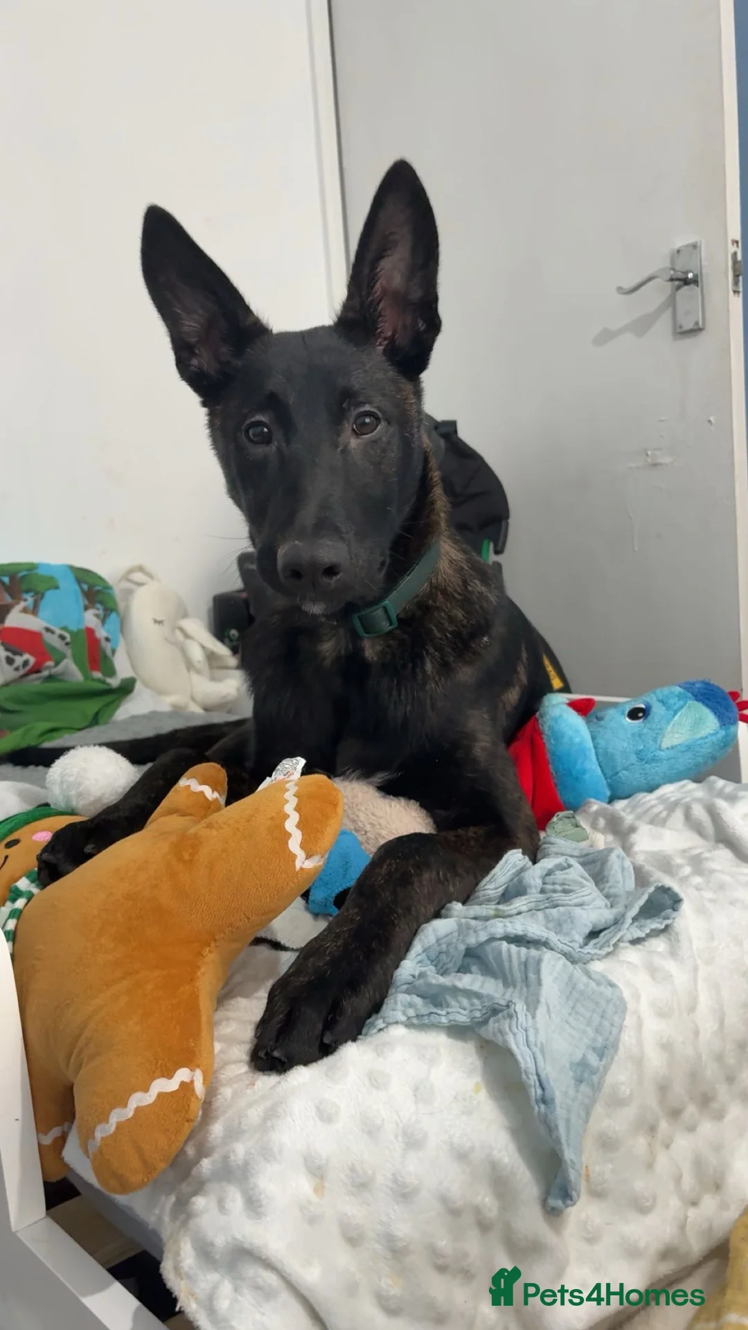 Mixed Breed dogs for sale: Dutch shepard - Advert 4