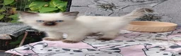 Ragdoll cats for sale: Ragdoll male ready now - Advert 3
