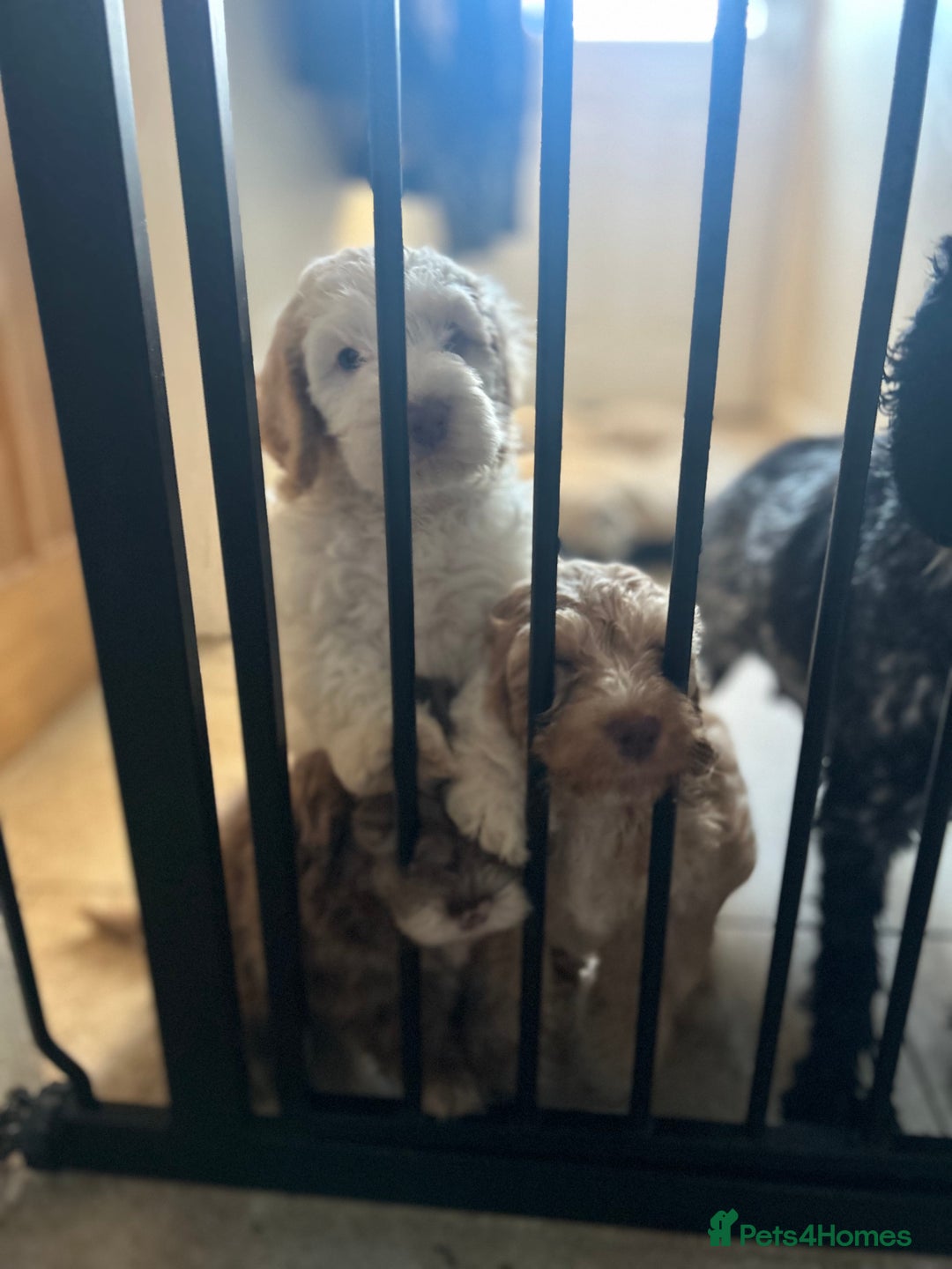 Cockapoo dogs for sale: Stunning f1 show cockapoos  - Image 16