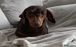 Miniature Dachshund dogs for sale: Beautiful lulu miniature dachshund  - Image 7
