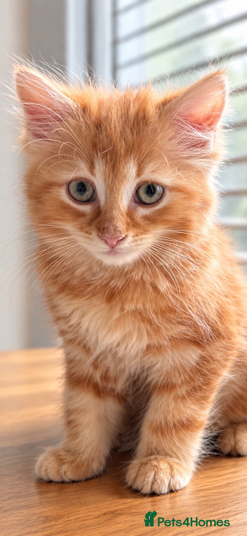 Mixed Breed cats Ragdollx Norwegian Forest Cat - Advert 2
