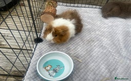 Guinea Pig rodents for sale: Female Guinea pigs for sale - Image 2