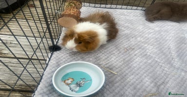 Guinea Pig rodents - Advert 8