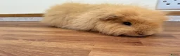 Guinea Pig rodents for sale: Swiss boar - Advert 4