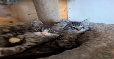 Maine Coon cats - Advert 3
