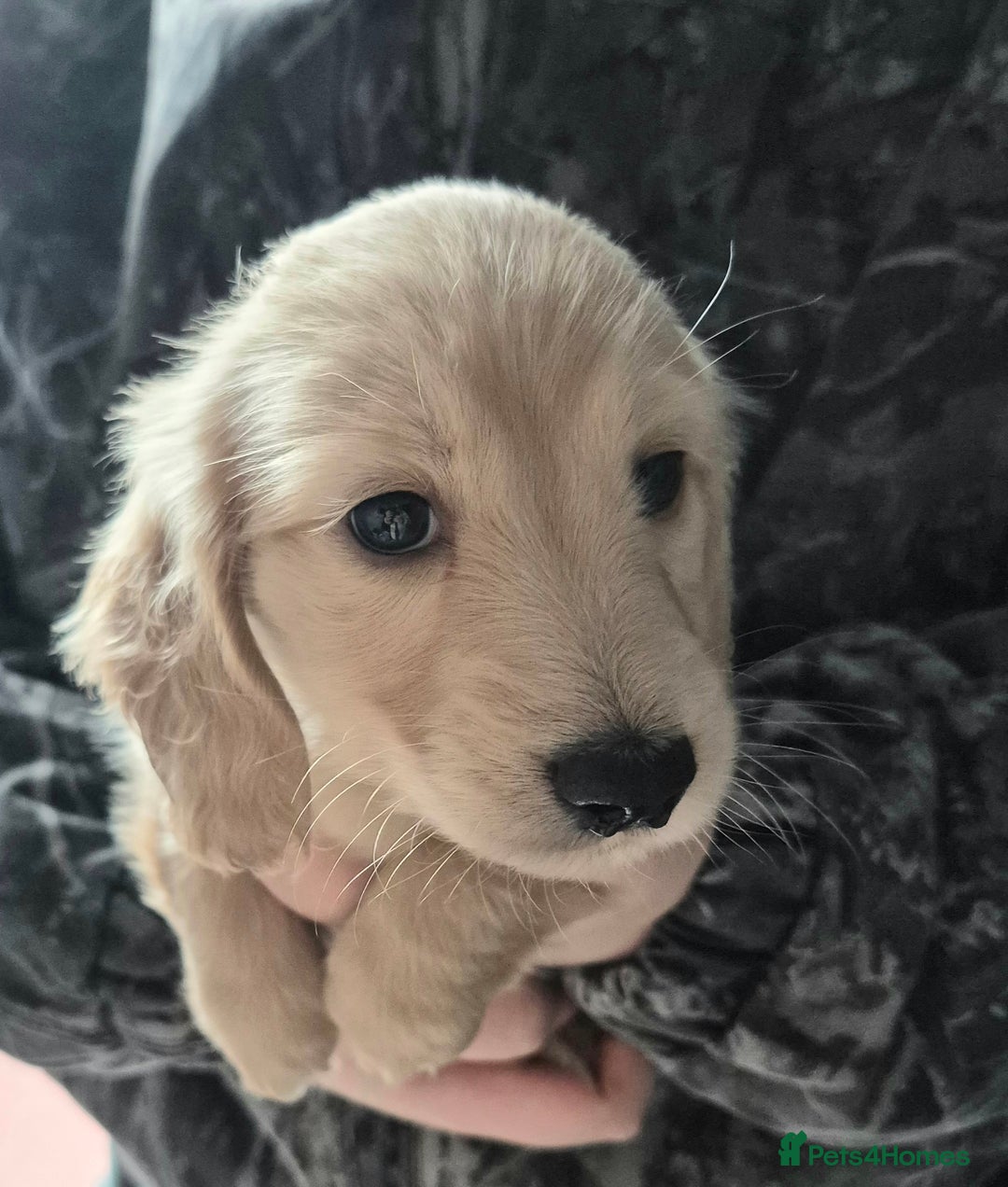 Miniature Dachshund dogs for sale: Miniature dachshund KC reg long haired cream - Advert 10