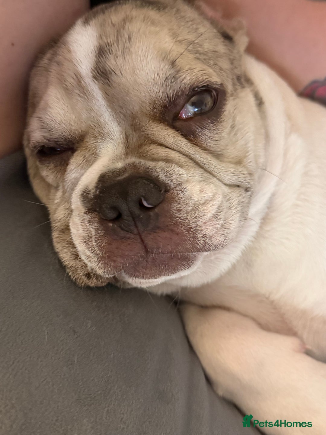 French Bulldog dogs for sale: Male French bulldog - Advert 5