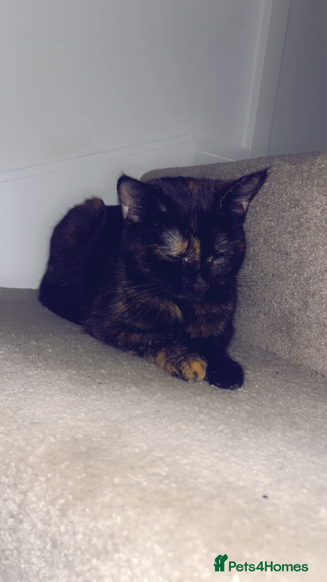 Mixed Breed cats for sale: Shadow is her name she is 1 years old  in Milton Keynes - Advert 2