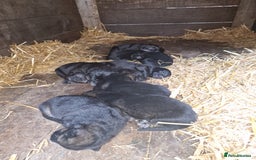 German Shepherd dogs for sale: German shepherd pups, HULL - Image 5