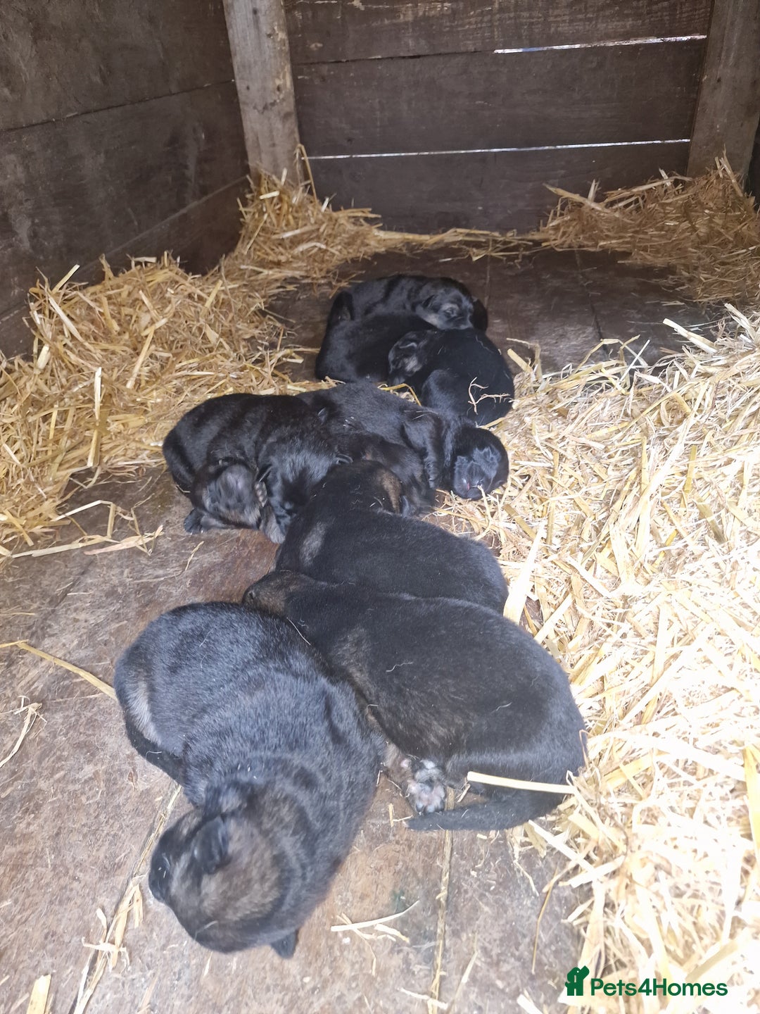 German Shepherd dogs for sale: German shepherd pups, HULL - Image 5