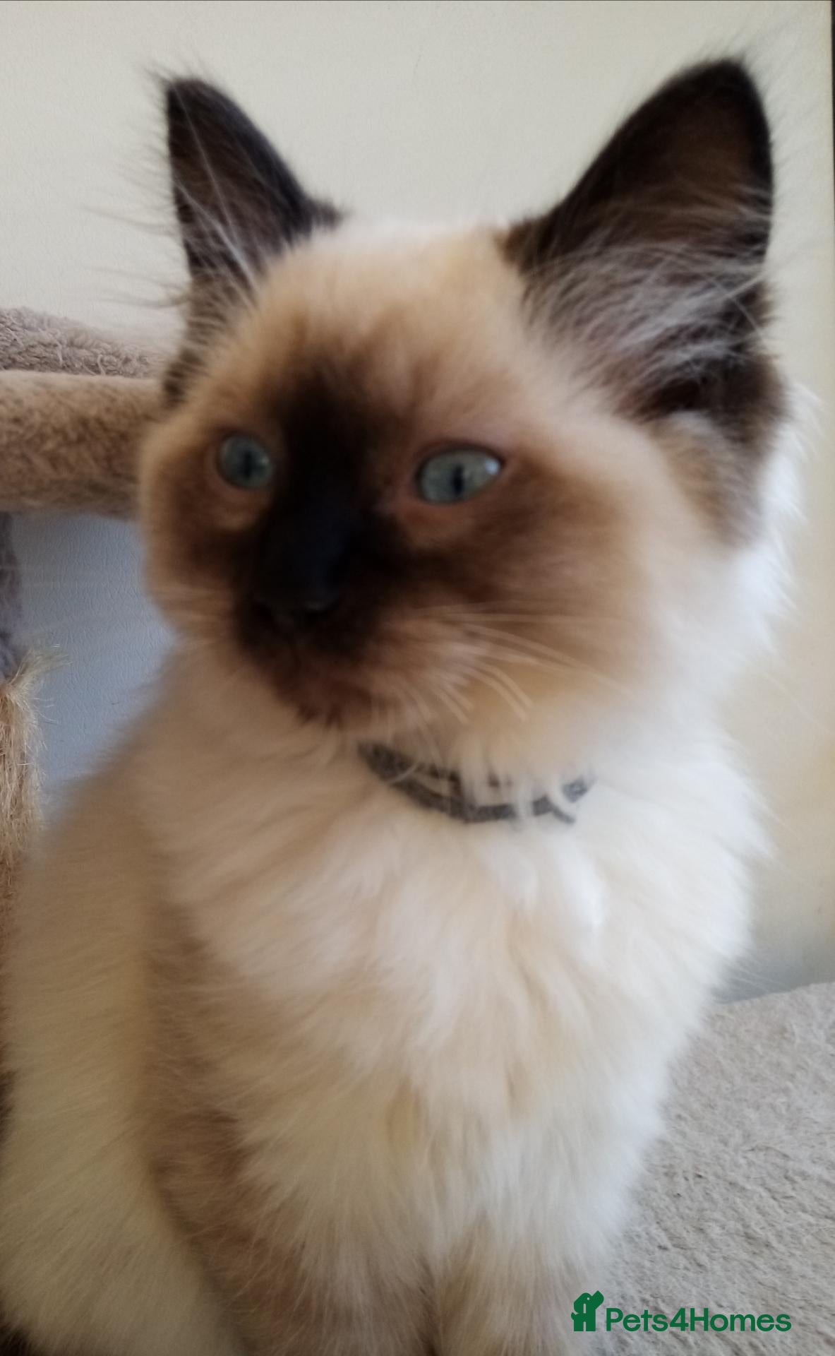 Ragdoll cats Ragdoll kittens for sale  - Advert 13