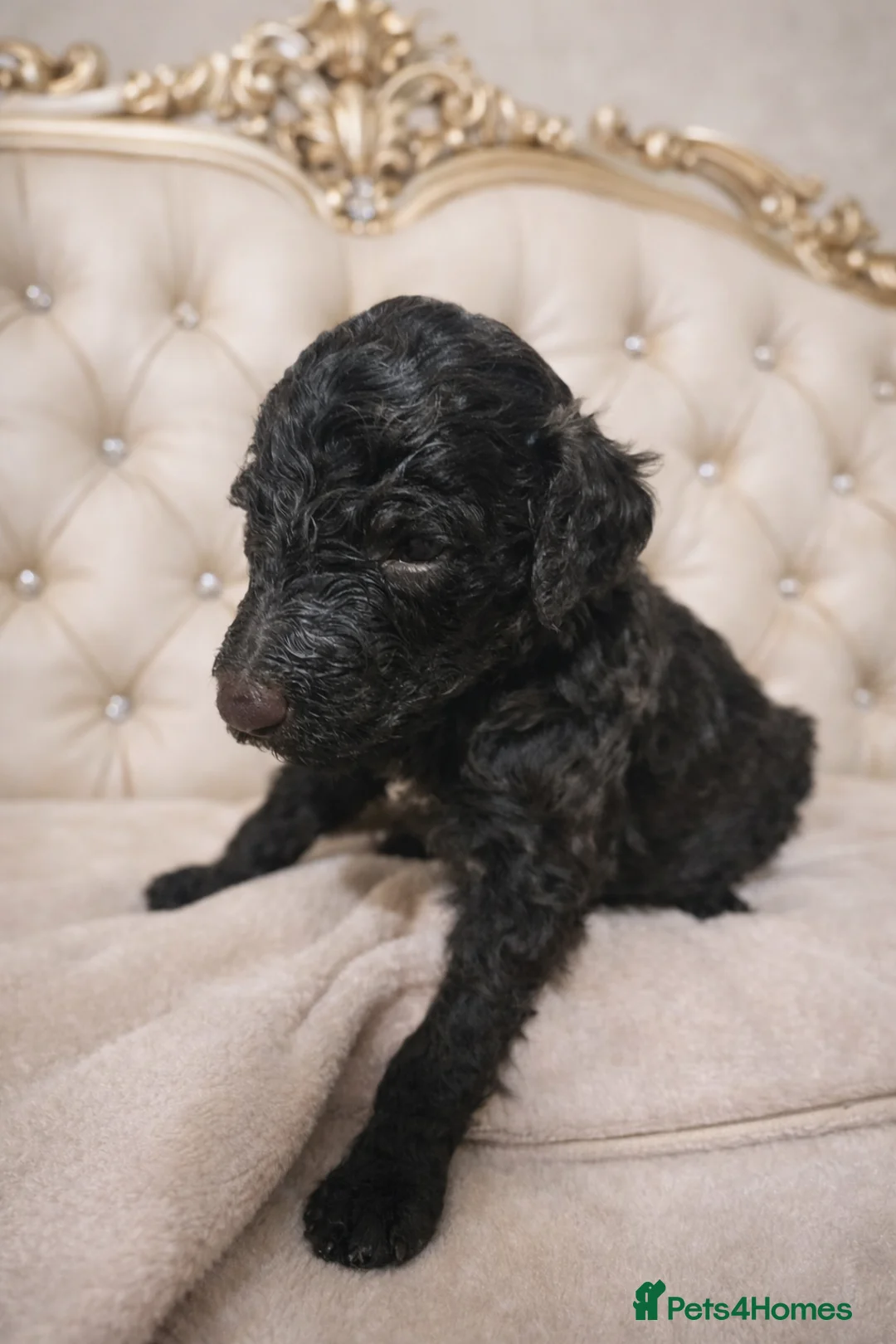 Standard Poodle dogs for sale: READY IN 6 DAYS Standard Poodle Puppies - Advert 14