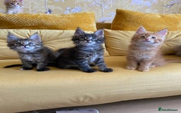Maine Coon cats for sale: GCCF Registered Maine Coons Ready 16th August  in Banbury - Image 32