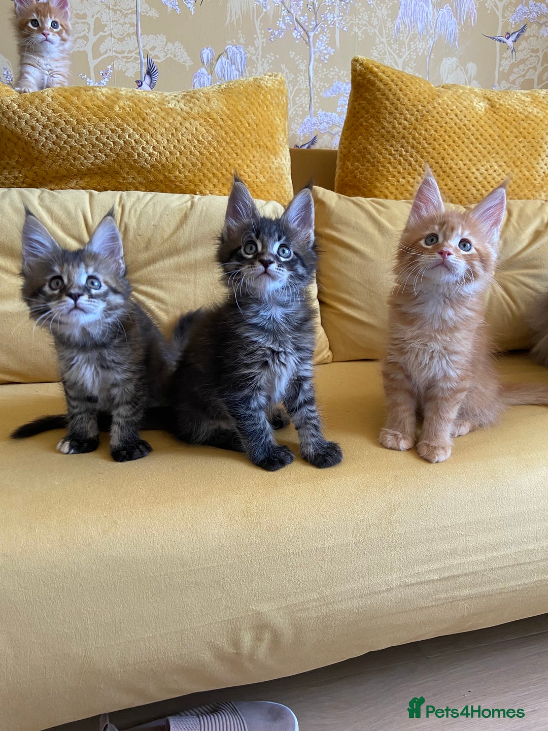 Maine Coon cats for sale: GCCF Registered Maine Coons Ready 16th August  in Banbury - Image 32