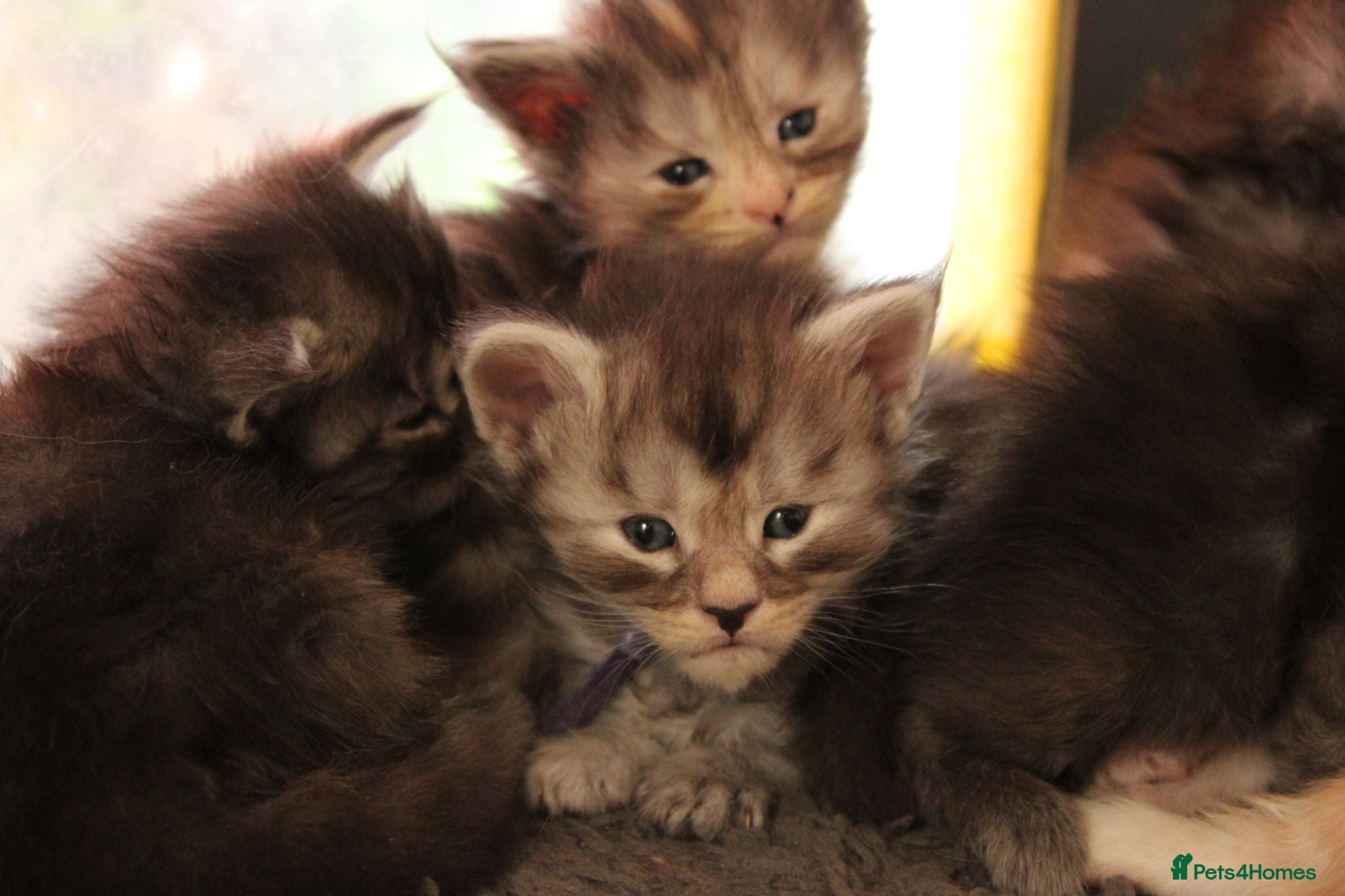 Maine Coon cats Tica Registered Maine Coon Kittens Available  - Advert 2