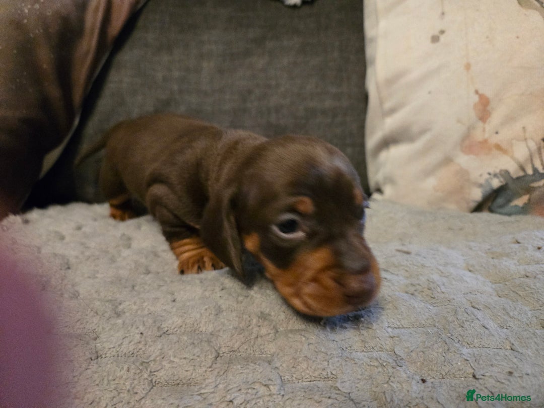 Miniature Dachshund dogs for sale: Miniature Dachshund Puppies - Advert 21