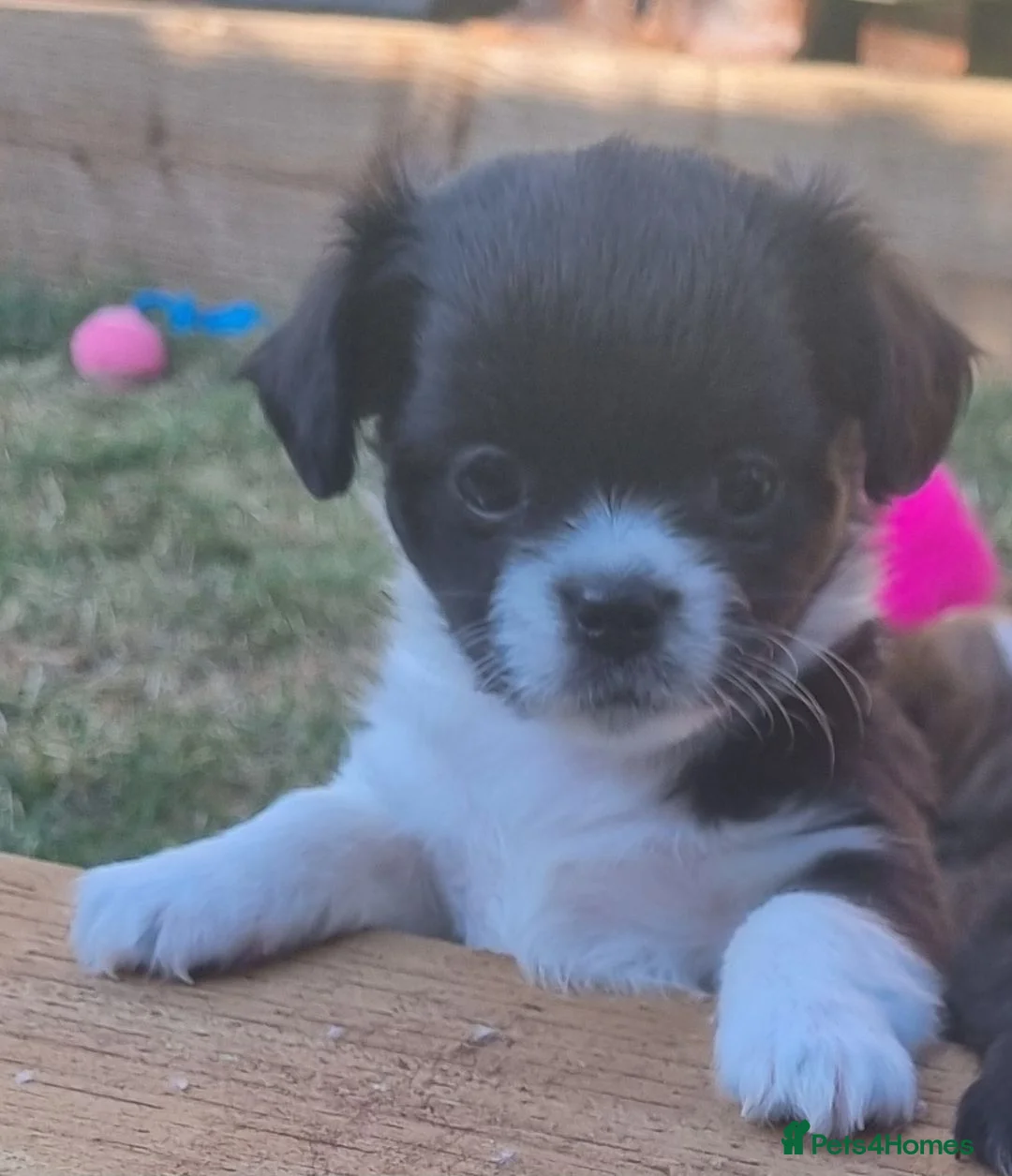 Chihuahua dogs for sale: Handsome Kc Registered long hair Chihuahua Male - Advert 1