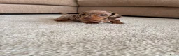 Miniature Dachshund dogs for sale: Dapple miniature dachshunds - Advert 11