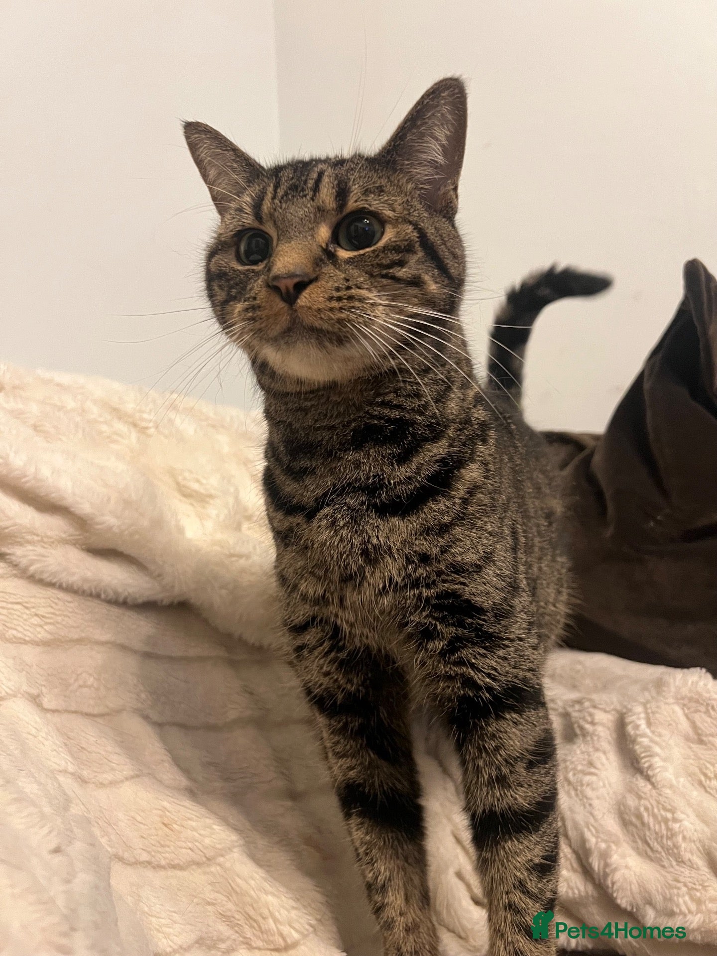 Bengal cats Bengal X British - adult rehome - Advert 14