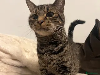 Bengal cats Bengal X British - adult rehome - Advert 1