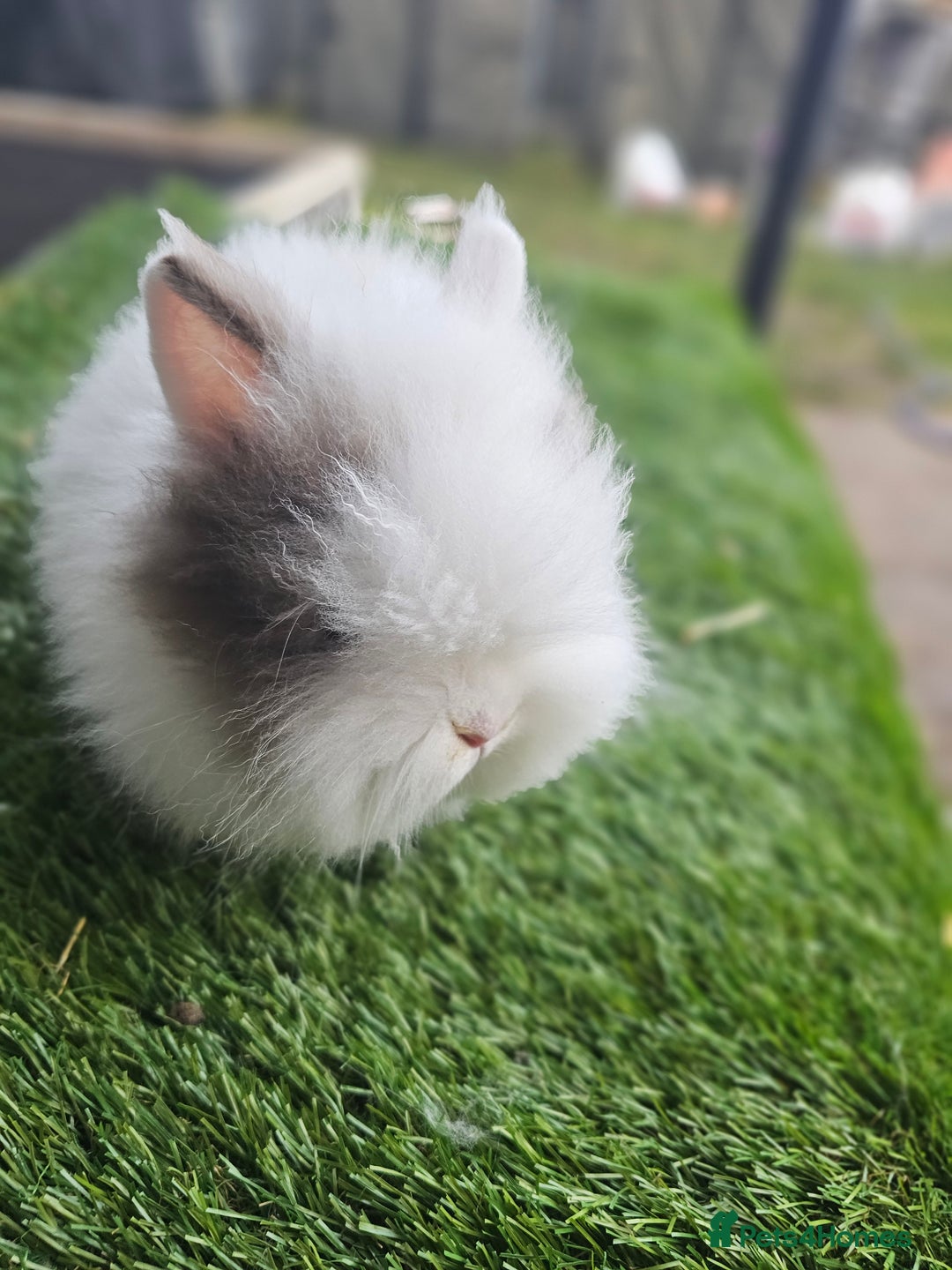 Lionhead rabbits for sale: Lionhead x Angora - Advert 10