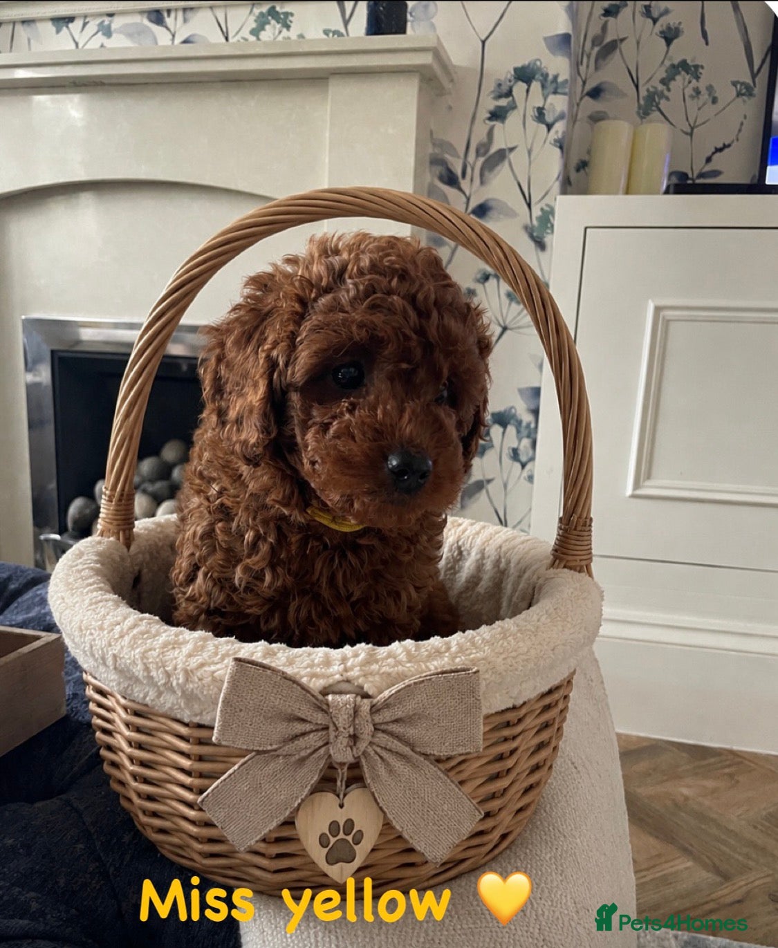 Cavapoochon dogs 💛READY NOW for new lap💛 DNA Toy cavapoochons  - Advert 3