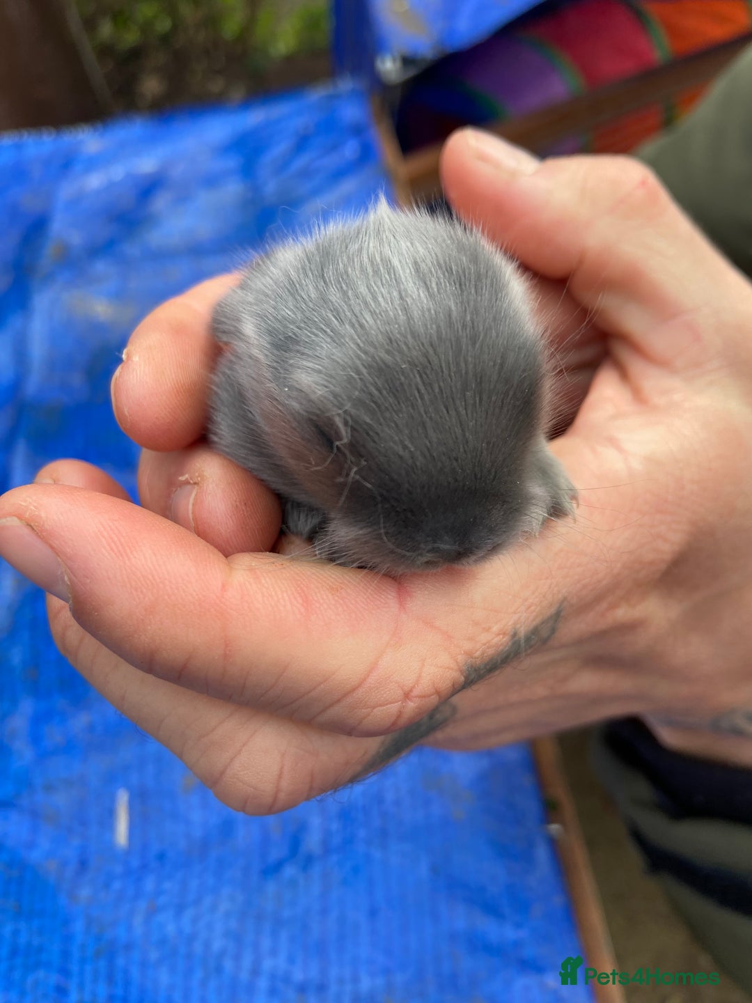 Mini Lop rabbits for sale: 🩵 blue mini lops 🩵 - Advert 11
