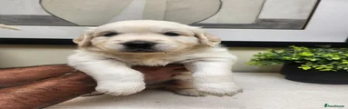 Milo