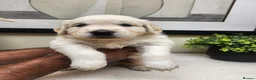 Golden Retriever dogs for sale: Beautiful English Cream Golden Retriever Puppies in Boston - Advert 10