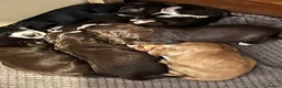 Cocker Spaniel dogs for sale: Cocker spaniel puppies for sale  - Advert 6