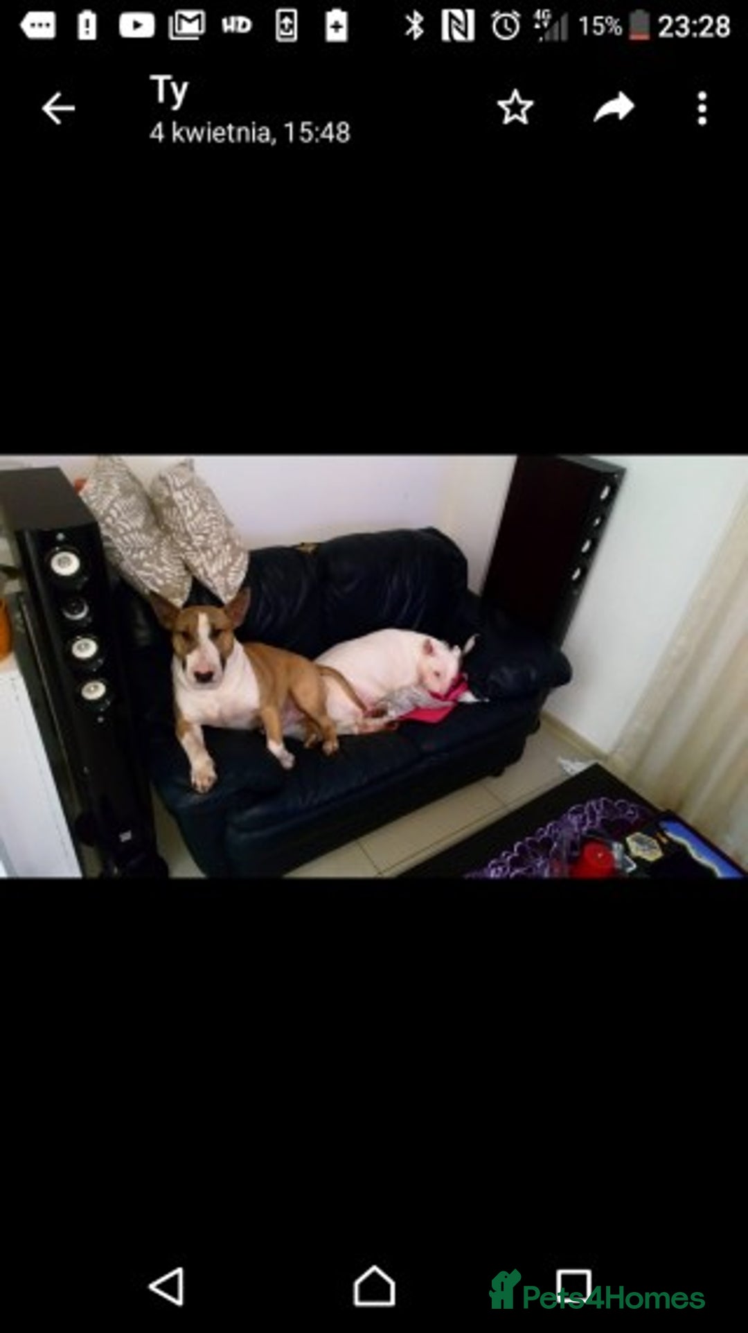 English Bull Terrier dogs for stud: Quality Kc Registered Red & White in Southampton - Advert 6
