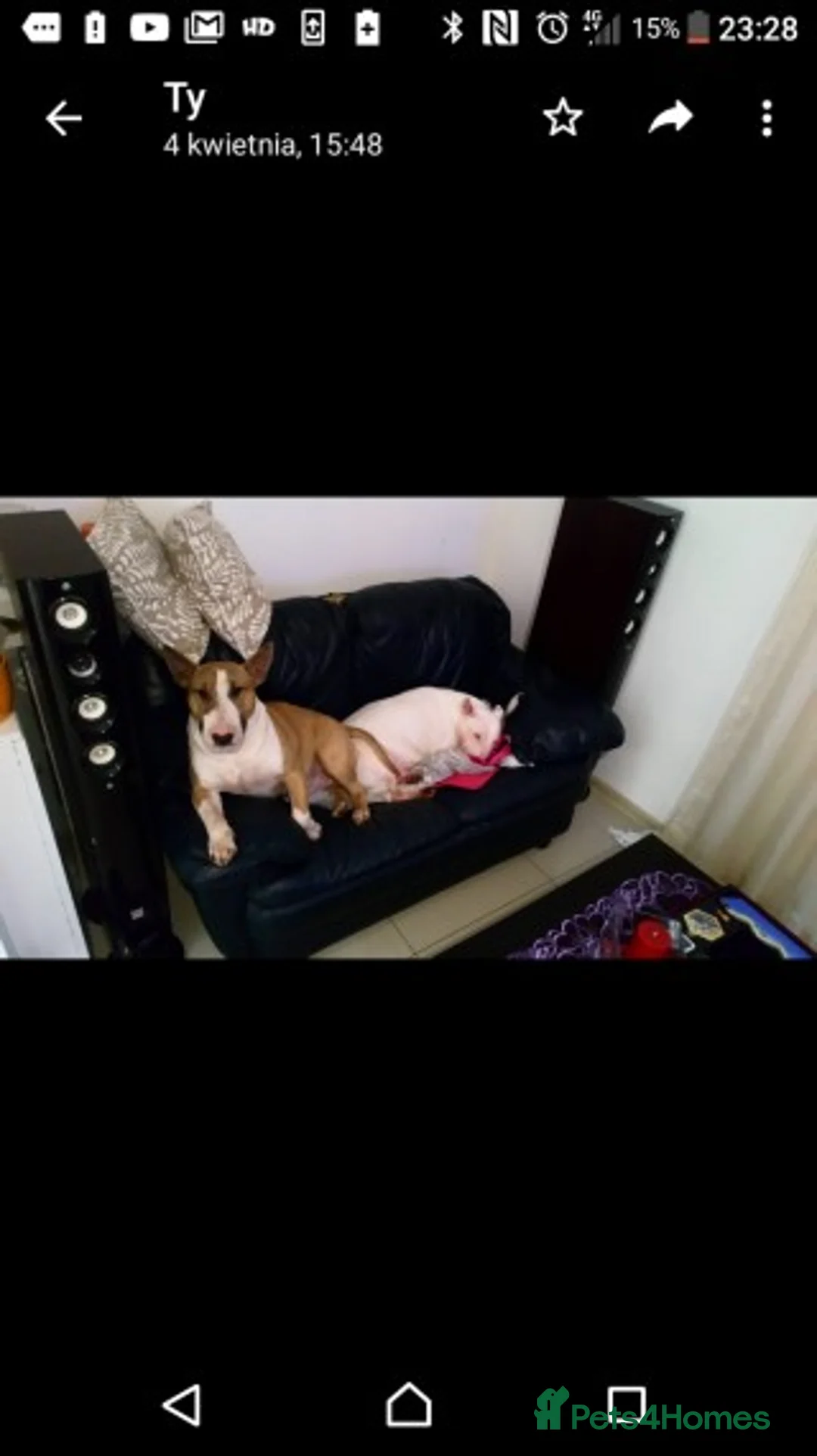 English Bull Terrier dogs for stud: Quality Kc Registered Red & White in Southampton - Advert 6