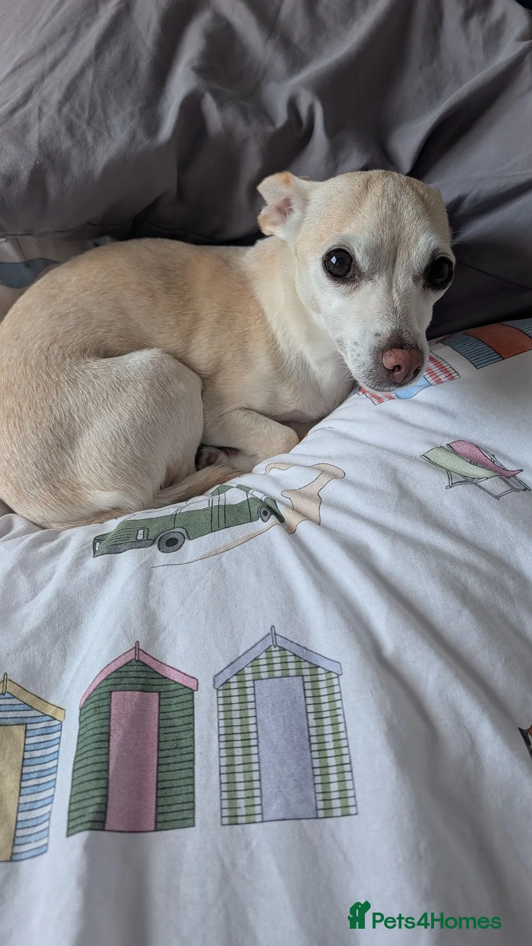 Chihuahua dogs for sale: Chihuahua jrt cream small female dog in Alloa - Advert 3