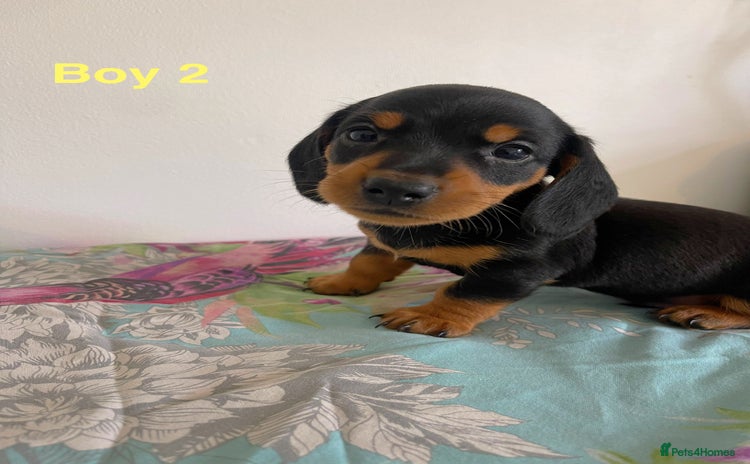 Miniature Dachshund dogs - Advert 1