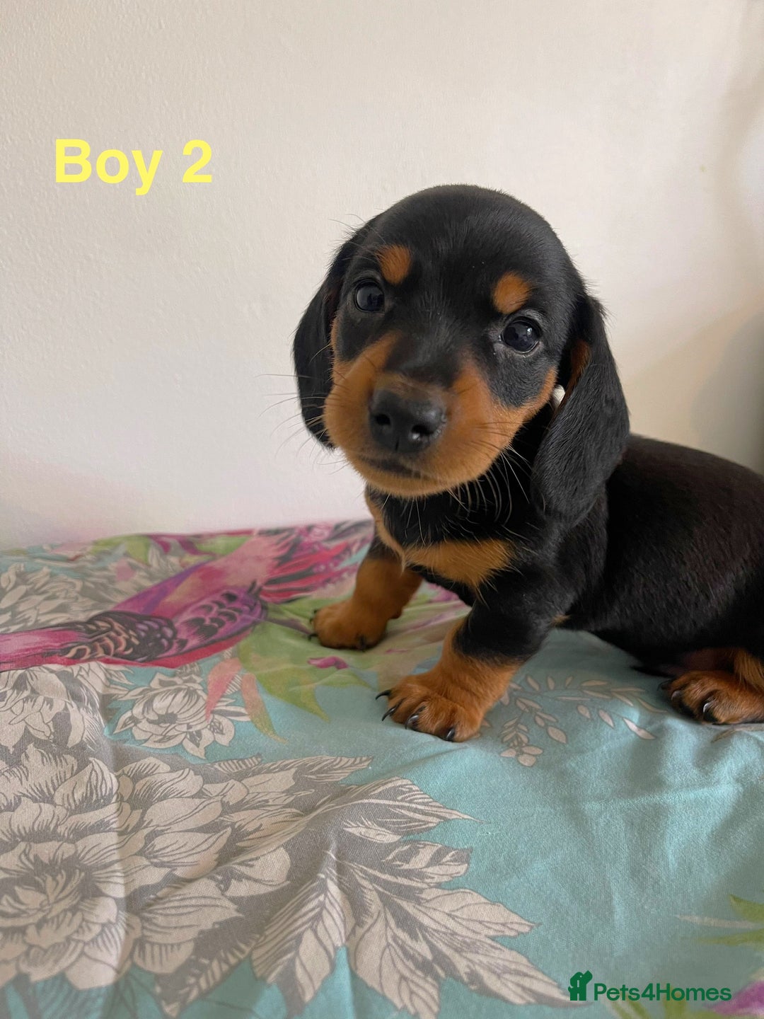 Miniature Dachshund dogs for sale: Miniature Dachshund Puppies  - Image 3
