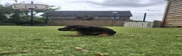 German Shepherd dogs for sale: EXCELLENT SHEPHERD PUPPIES  - Advert 15