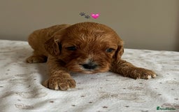 Cavapoo dogs for sale: Fully health tested Cavapoo 🐾🐶 - Image 23