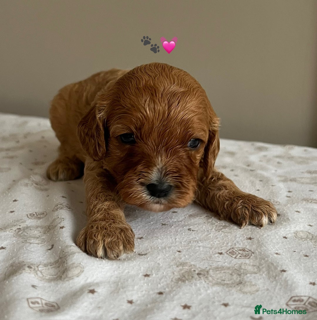 Cavapoo dogs for sale: Fully health tested Cavapoo 🐾🐶 - Image 23