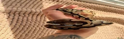 Python Snake reptiles for sale: Ball python in Cornhill-on-Tweed - Advert 3