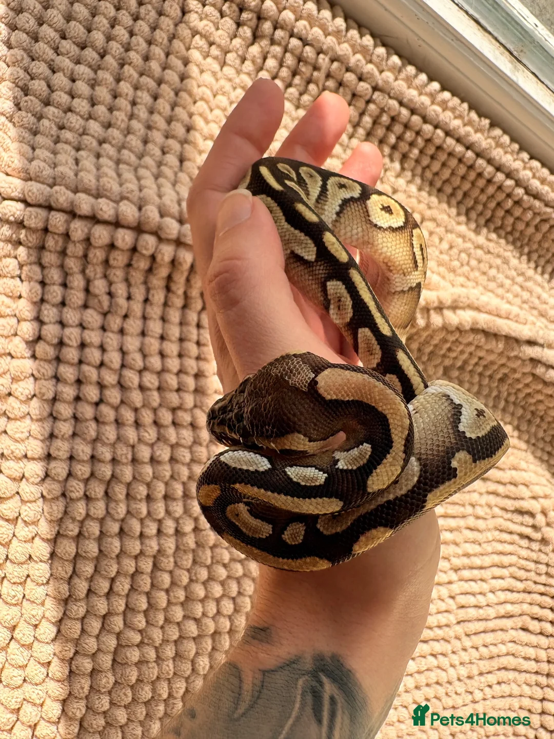 Python Snake reptiles for sale: Ball python in Cornhill-on-Tweed - Advert 3