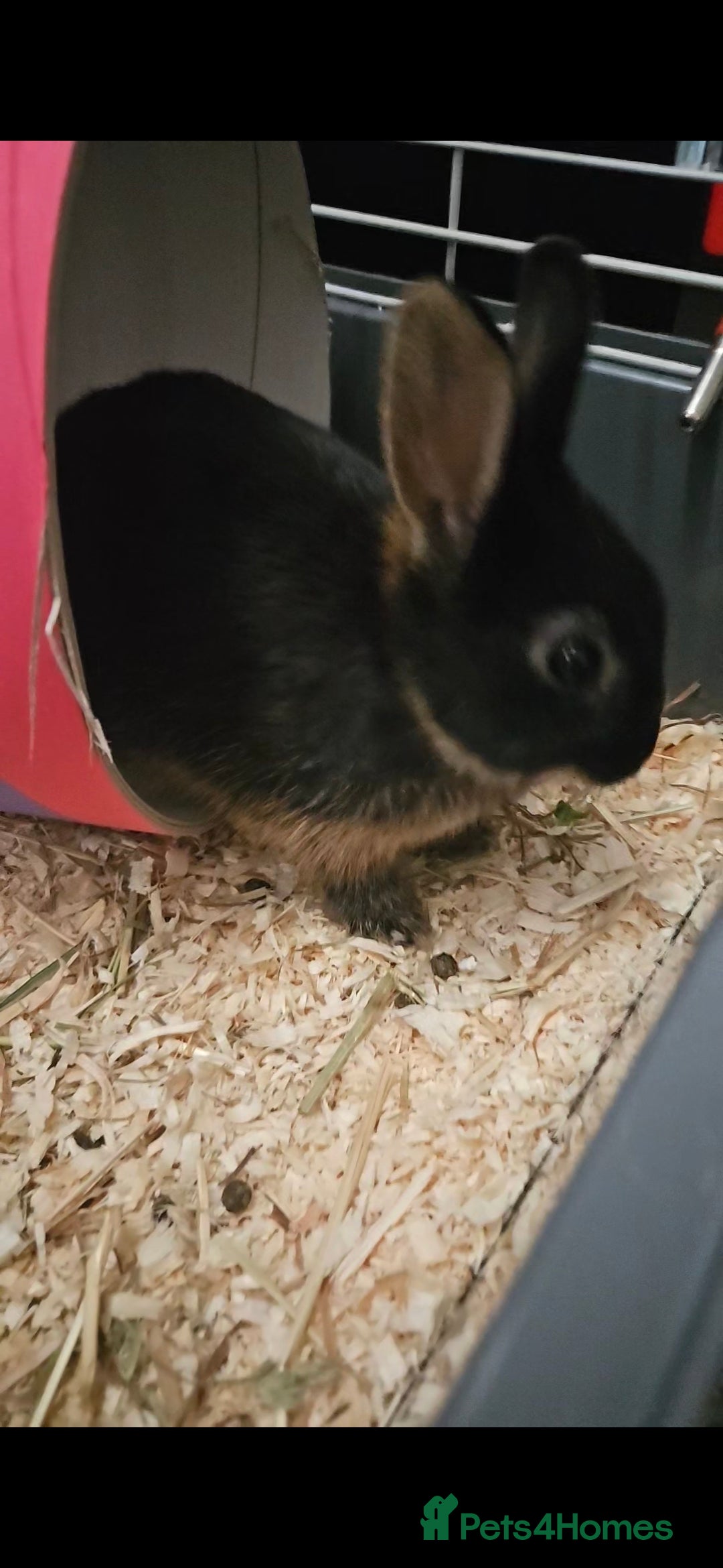 Netherland Dwarf rabbits for sale: Netherland dwarf rabbit 1 year - Advert 1