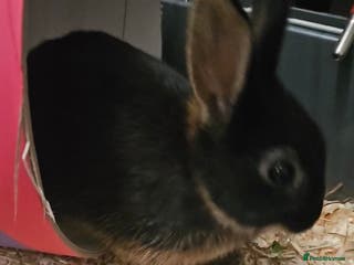 Netherland Dwarf rabbits Netherland dwarf rabbit 1 year - Advert 15