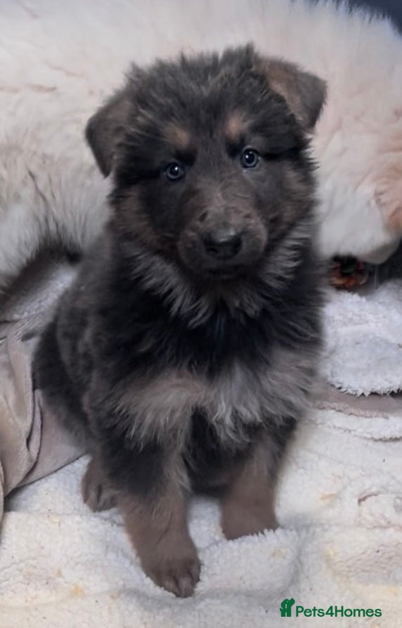 German Shepherd dogs Health tested straight back, long coat puppies  - Advert 11