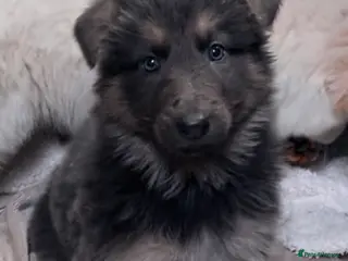 German Shepherd dogs Health tested straight back, long coat puppies - Advert 11